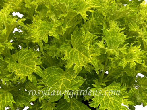 Trailing Lava Rose Coleus | RosyDawnGardens.com - Rosy Dawn Gardens