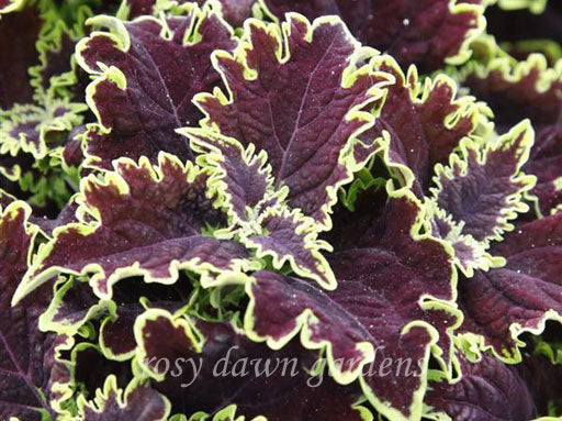 Terra Nova Marrakesh Coleus | RosyDawnGardens.com - Rosy Dawn Gardens