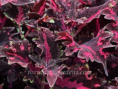 pink-ribbons-terrascape_medium