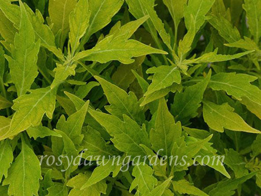 Trailing Garnet Robe Coleus | RosyDawnGardens.com - Rosy Dawn Gardens