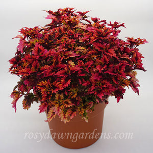 coleus under the sea fish net Barracuda Coleus 'Under the Sea Fish