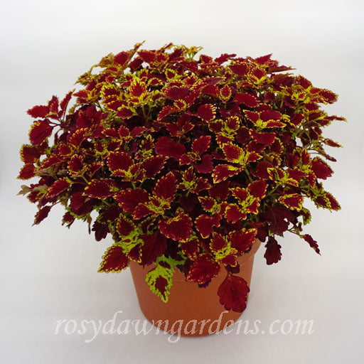 Terra Nova Marrakesh Coleus | RosyDawnGardens.com - Rosy Dawn Gardens