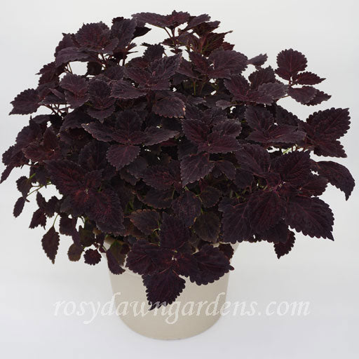 lavender coleus plant Purple Duckfoot Coleus | RosyDawnGardens.com