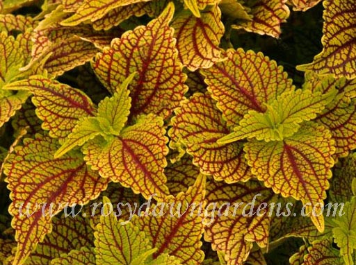 Coleosaurus Coleus | RosyDawnGardens.com - Rosy Dawn Gardens