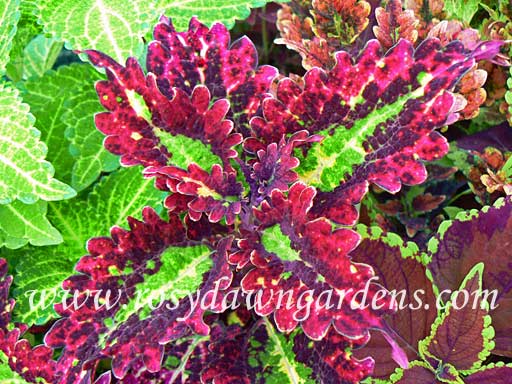 Pinata Coleus | RosyDawnGardens.com