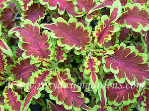 Electric Coral