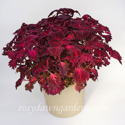 Terra Nova Green Lantern Coleus | RosyDawnGardens.com - Rosy Dawn