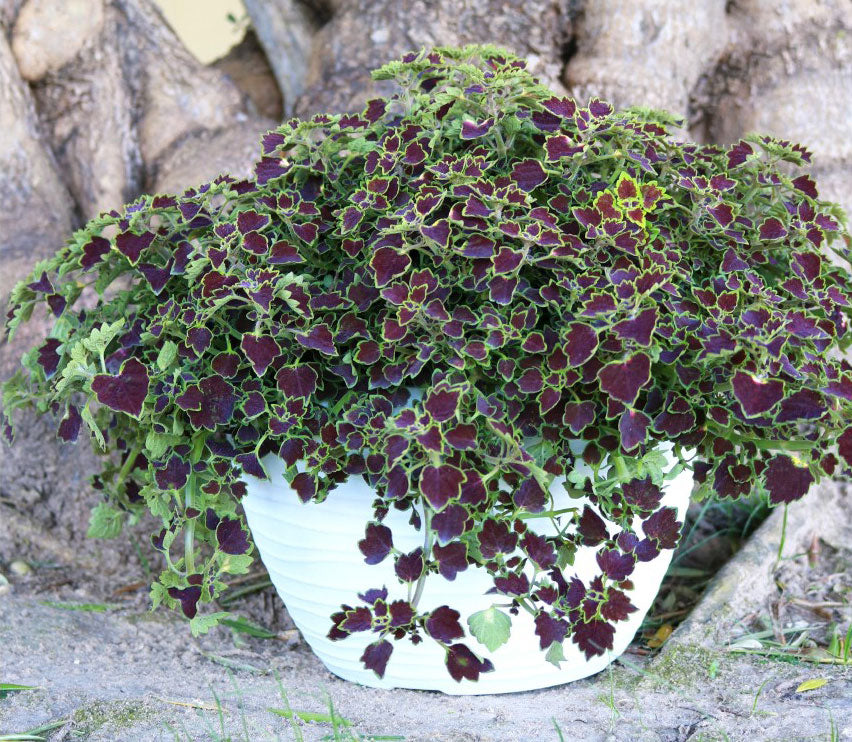 succulent coleus Trailing Red Coleus | RosyDawnGardens.com