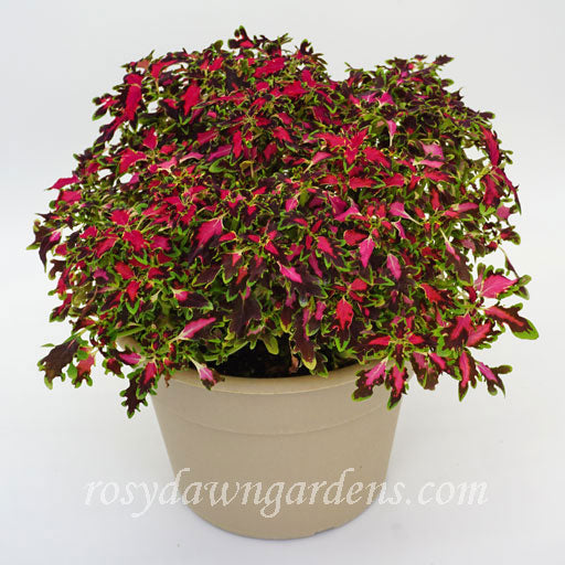 Terra Nova Marrakesh Coleus | RosyDawnGardens.com - Rosy Dawn Gardens