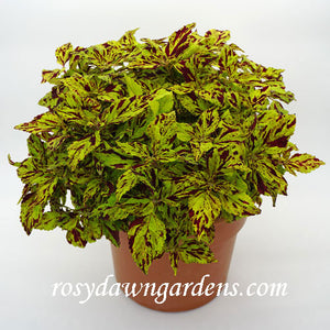 Multi-colored Coleus Variety Catalog | RosyDawnGardens.com: Coleus ...