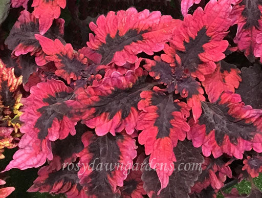 Red Snapper - Rosy Dawn Gardens