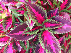 ruby-road_746464e0-620d-4a66-