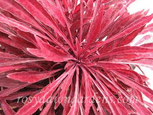 Sea Urchin Red