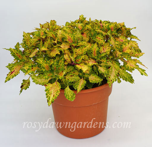 Saturn Coleus | RosyDawnGardens.com