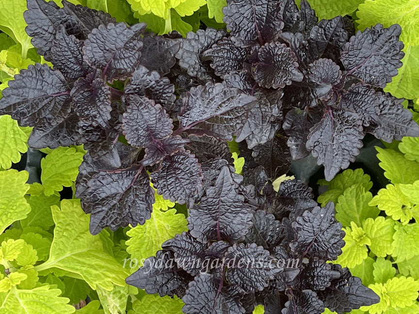 Saturn's Rings Coleus | RosyDawnGardens.com