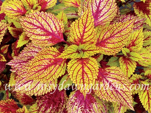 Terra Nova Marrakesh Coleus | RosyDawnGardens.com - Rosy Dawn Gardens