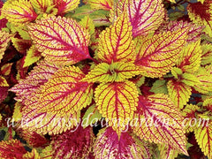 terra-nova-hottie_medium.jpg?v