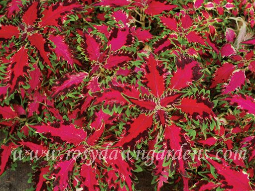 Terra Nova Marrakesh Coleus | RosyDawnGardens.com - Rosy Dawn Gardens