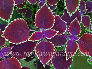 Trailing Robe Trailing Coleus Online Catalog | RosyDawnGardens.com: Coleus Growing ...