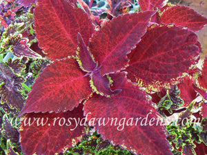 coleus fish net stoc Fishnet Stockings Coleus | RosyDawnGardens.com
